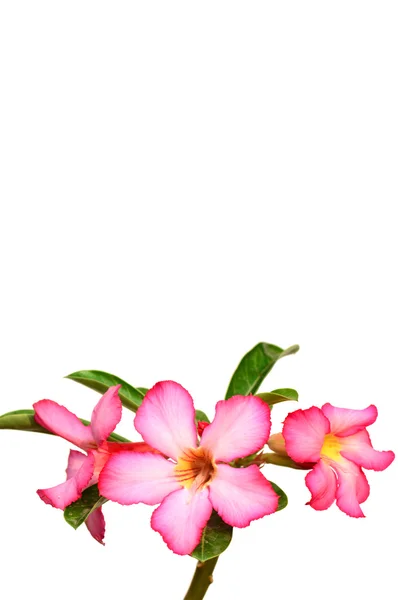 Floral background. Close up of Tropical flower Pink Adenium. Desert rose on White background. — Stock Photo, Image