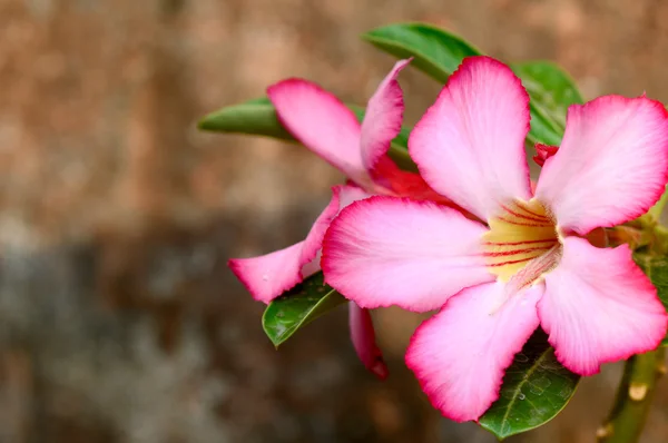 Floraler Hintergrund. Nahaufnahme der tropischen Blüte rosa Adenium. Wüste Rose auf strukturiertem braunem Hintergrund. — Stockfoto