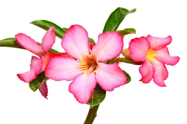 Çiçek arka plan. Tropikal çiçek pembe Adenium kapatın. Çöl gülü beyaz arka plan üzerinde.