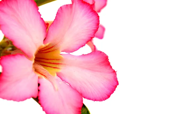 Fondo floral. Primer plano de la flor tropical Pink Adenium. Rosa del desierto sobre fondo blanco . —  Fotos de Stock