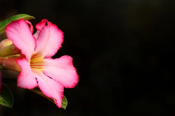 Tle kwiatów. zbliżenie tropikalny kwiat różowy Adium — Zdjęcie stockowe