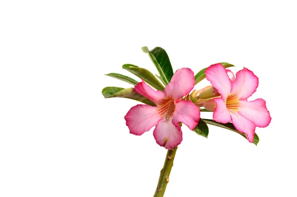 Fondo floral. Primer plano de la flor tropical Pink Adenium. Rosa del desierto sobre fondo blanco . —  Fotos de Stock