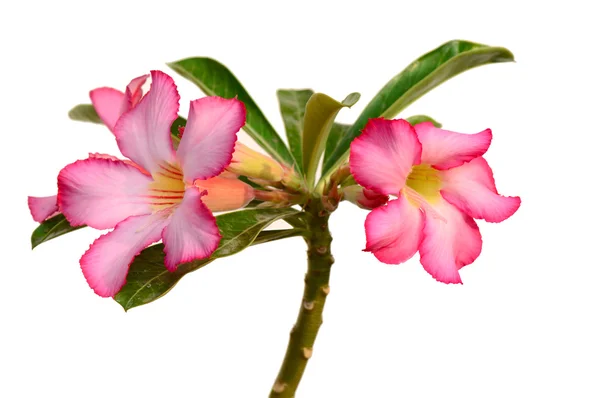 Floral background. Close up of Tropical flower Pink Adenium. Desert rose on White background. — Stock Photo, Image