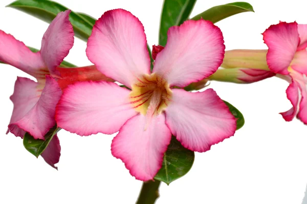 Fondo floral. Primer plano de la flor tropical Pink Adenium. Rosa del desierto sobre fondo blanco . —  Fotos de Stock