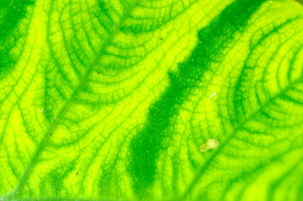 배경으로 신선한 녹색 잎의 극단적인 클로 우즈 업. — 스톡 사진