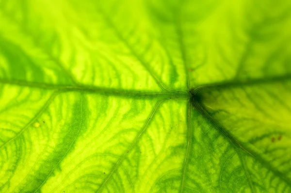 Primer plano extremo de la hoja verde fresca como fondo . —  Fotos de Stock