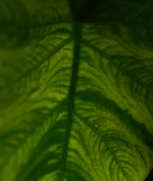 Primer plano extremo de la hoja verde fresca como fondo . — Foto de Stock