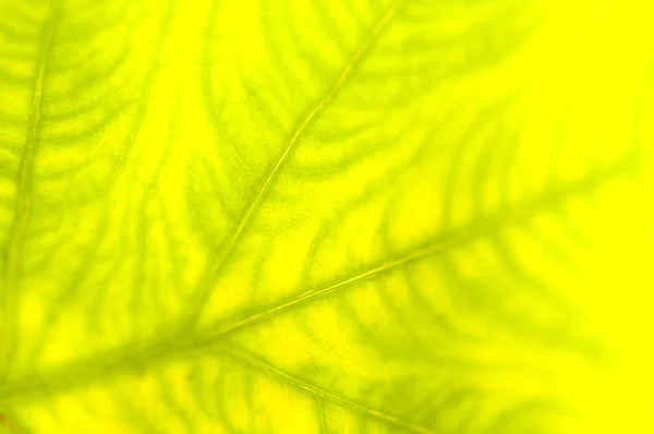 Primer plano extremo de la hoja verde fresca como fondo . —  Fotos de Stock