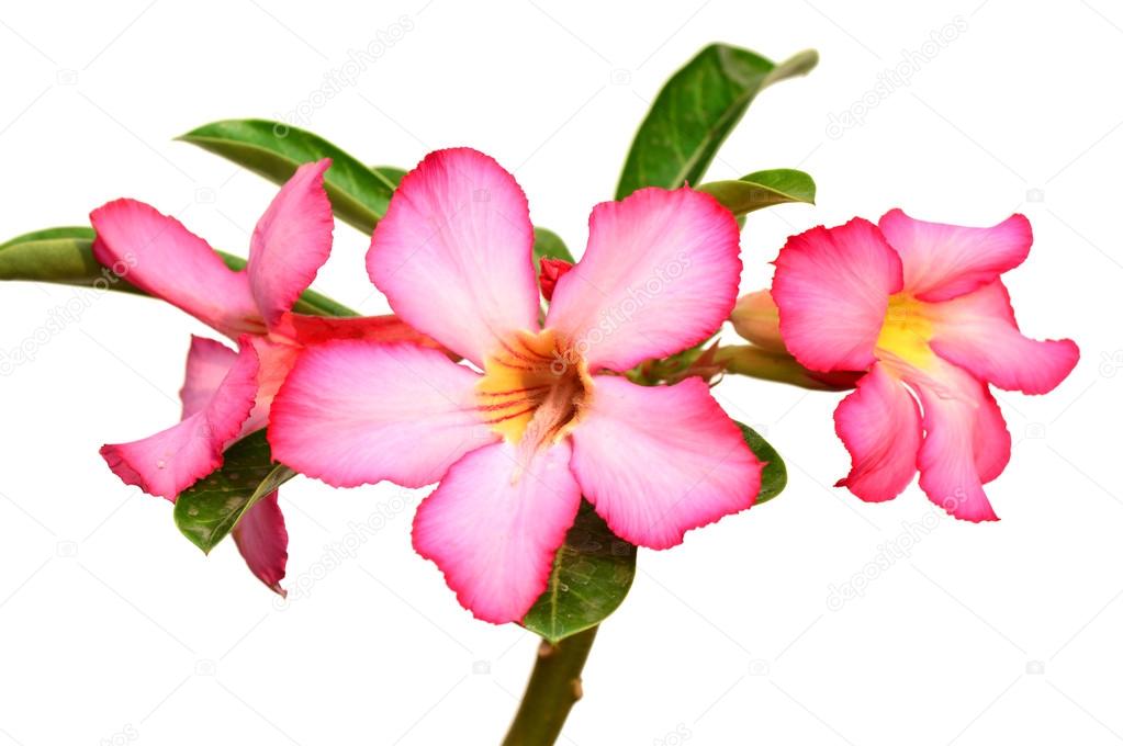 Floral background. Close up of Tropical flower Pink Adenium. Desert rose on White background.