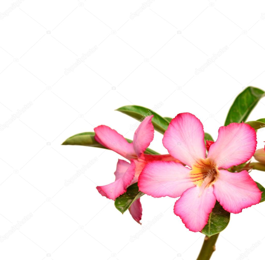 Floral background. Close up of Tropical flower Pink Adenium. Desert rose on White background.