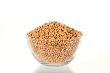 Güve fasulye kase, Hint adı Matki, Closeup güve, yakından daha az bilinen baklagil kuru fasulye