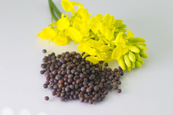 Heap of Brown Mustard seeds in bowl and mustard flower
