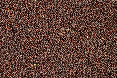 Hint kahverengi hardal tohumu