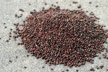 Kahverengi hardal tohumu öbek üzerinde çul