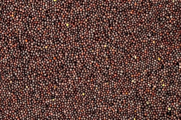 Hint kahverengi hardal tohumu — Stok fotoğraf