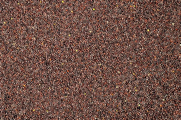 Nasiona indyjskie Gorczyca sarepska — Zdjęcie stockowe