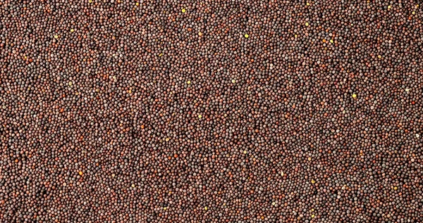 Indiai barna mustármag — Stock Fotó