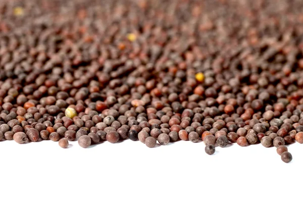 Indian Brown Mustard Seeds — Stock Photo, Image