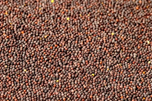 Hint kahverengi hardal tohumu — Stok fotoğraf