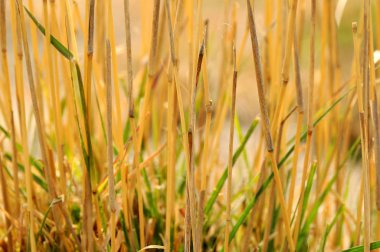 Güzel çiçeklerle çimen