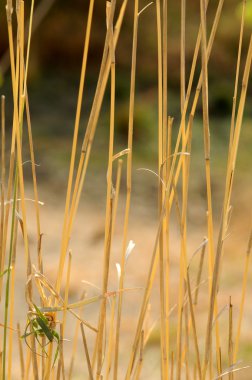 Güzel çiçeklerle çimen