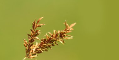 Güzel çiçeklerle çimen