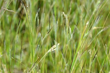 Çim, şube yaprakları ve güzel bahar çiçekleri ile bulanıklık