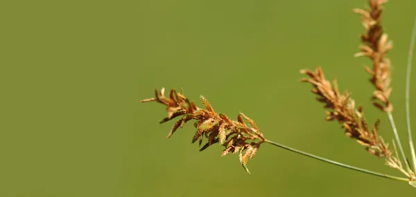 Grass with beautiful flowers — Stock Photo, Image