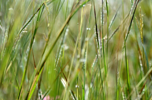 Gras, Zweig mit Blättern und schönen Frühlingsblumen, verschwimmen — Stockfoto