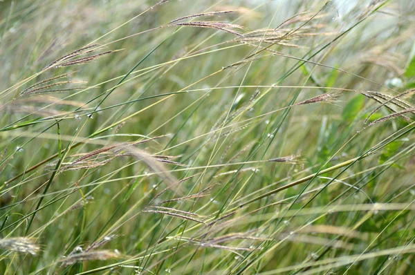 Gras, Zweig mit Blättern und schönen Frühlingsblumen, verschwimmen — Stockfoto