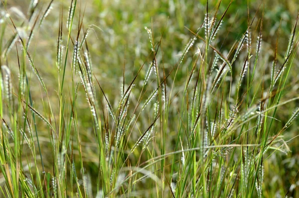 Gras, Zweig mit Blättern und schönen Frühlingsblumen, verschwimmen — Stockfoto