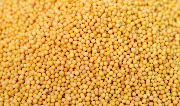 Yellow Mustard Seeds as background — Stock Photo, Image