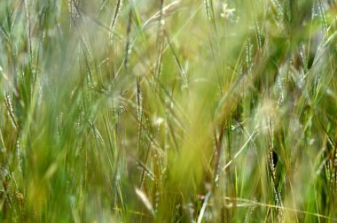 Çiçek, yaprak ve güzel bahar çiçekleri ile şube ile çimen, bulanıklık