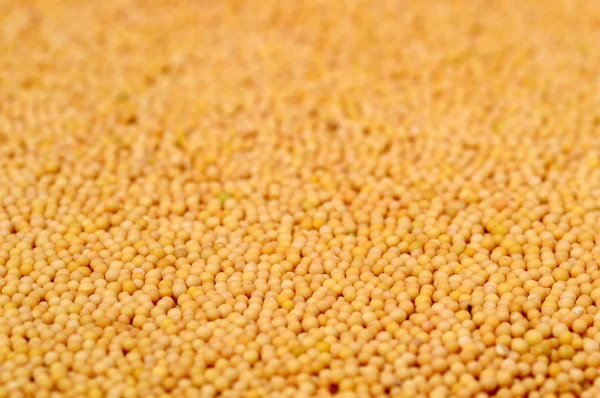Жовті зерна гірчиці — стокове фото