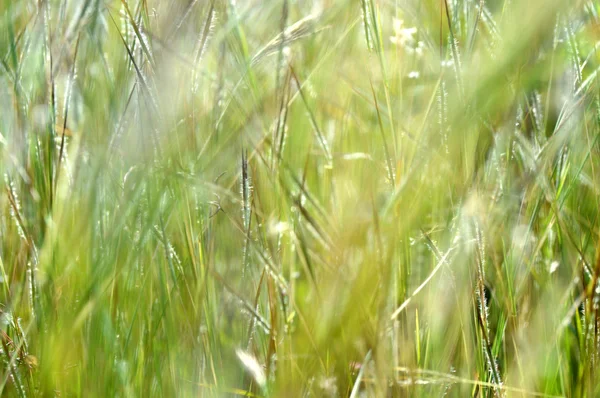 Gras mit Blume, Zweig mit Blättern und schönen Frühlingsblumen, verschwimmen — Stockfoto