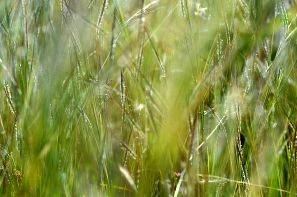 Herbe avec fleur, branche avec feuilles et belles fleurs printanières, flou — Photo