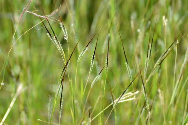 Grass with Flower, branch with leaves and Beautiful spring flowers, blur — Stock Photo, Image