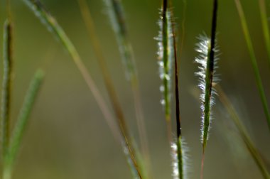 Çiçek, yaprak ve güzel bahar çiçekleri ile şube ile çimen, bulanıklık