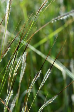 Çiçek, yaprak ve güzel bahar çiçekleri ile şube ile çimen, bulanıklık