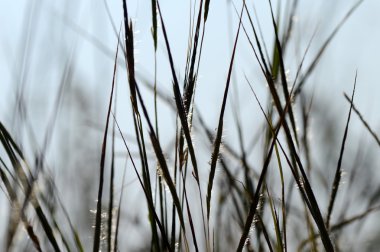 Çiçek, yaprak ve güzel bahar çiçekleri ile şube ile çimen, bulanıklık