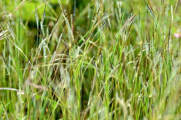 Gras mit Blume, Zweig mit Blättern und schönen Frühlingsblumen, verschwimmen — Stockfoto