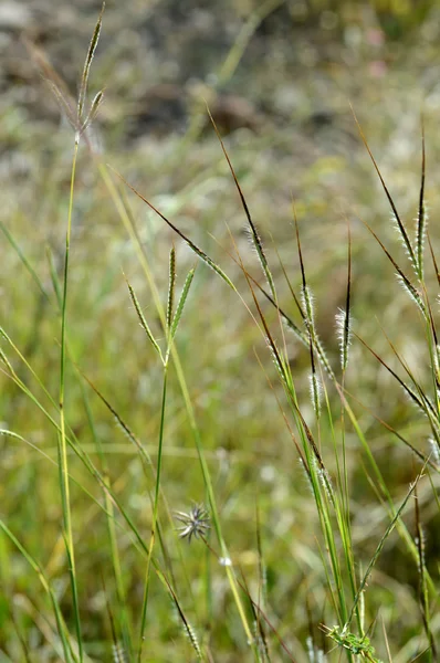 Grass with Flower, branch with leaves and Beautiful spring flowers, blur — Stock Photo, Image