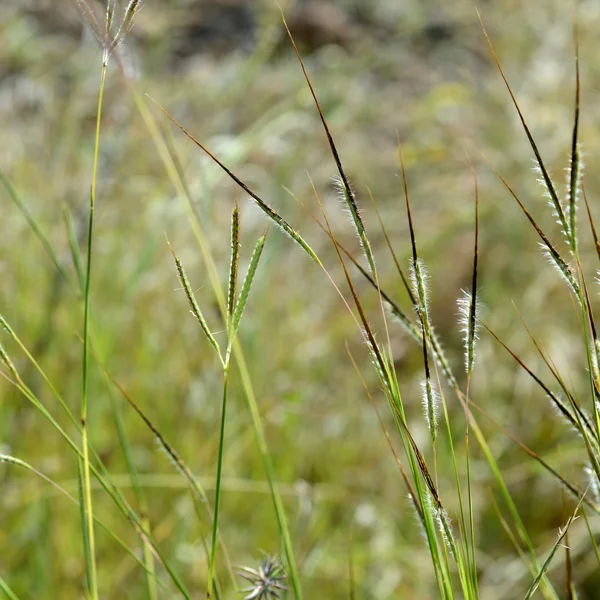 Gras mit Blume, Zweig mit Blättern und schönen Frühlingsblumen, verschwimmen — Stockfoto