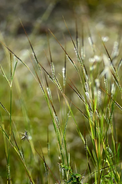 Gras met bloem, tak met bladeren en prachtige Lentebloemen, vervagen — Stockfoto