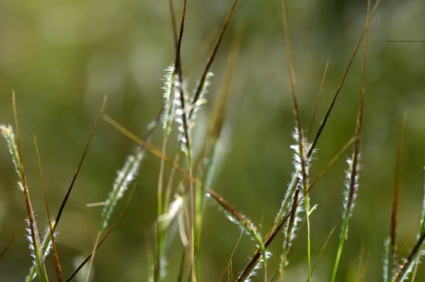 Gras mit Blume, Zweig mit Blättern und schönen Frühlingsblumen, verschwimmen — Stockfoto