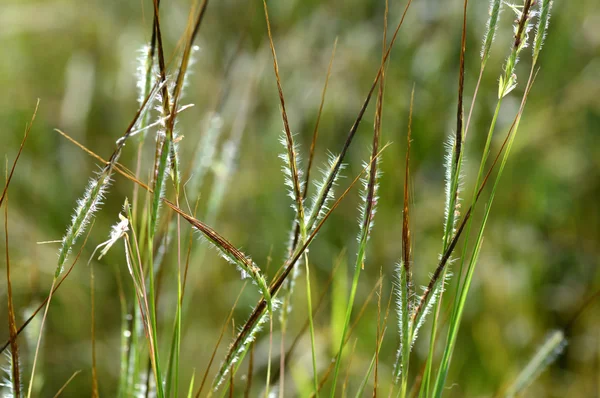 Gräs med blomma, gren med blad och vackra vårblommor, rörelseoskärpa — Stockfoto