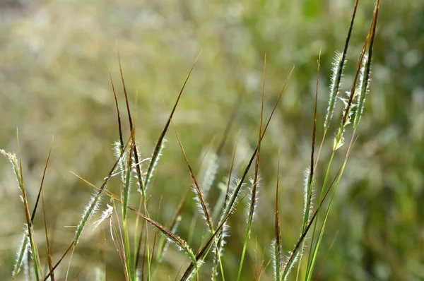 Gras mit Blume, Zweig mit Blättern und schönen Frühlingsblumen, verschwimmen — Stockfoto