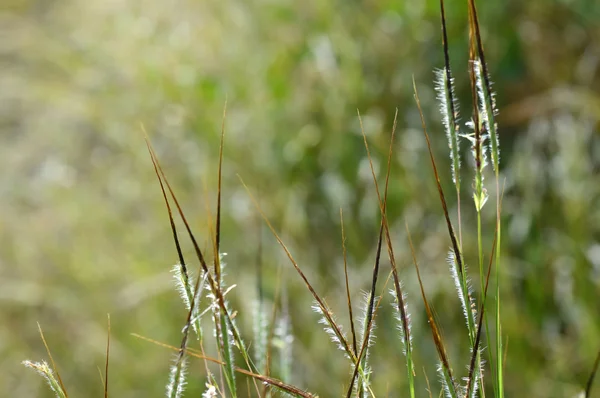 Grass with Flower, branch with leaves and Beautiful spring flowers, blur — Stock Photo, Image