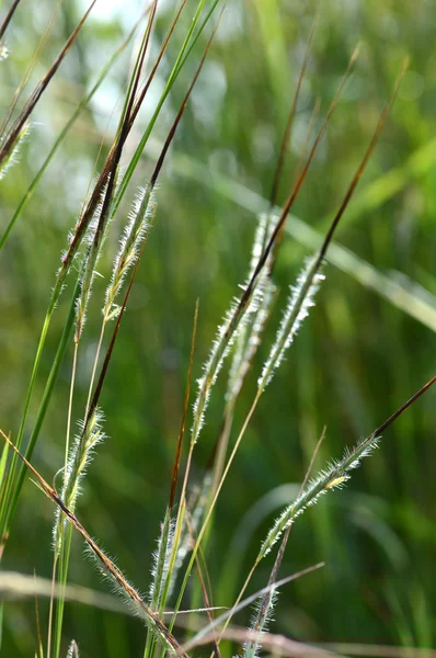 Gras mit Blume, Zweig mit Blättern und schönen Frühlingsblumen, verschwimmen — Stockfoto