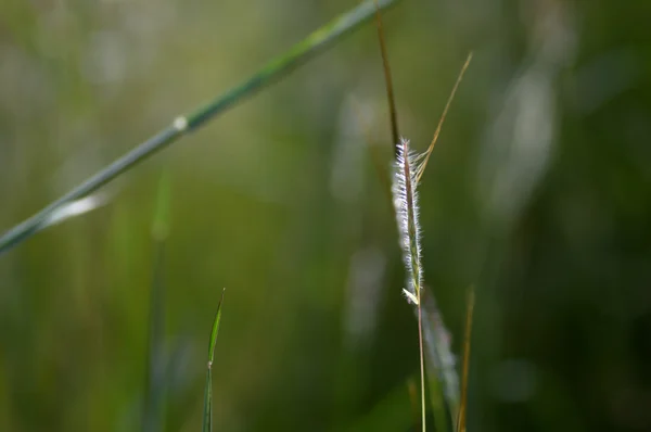 Gras mit Blume, Zweig mit Blättern und schönen Frühlingsblumen, verschwimmen — Stockfoto